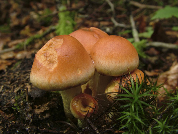 hypholoma sublateritium