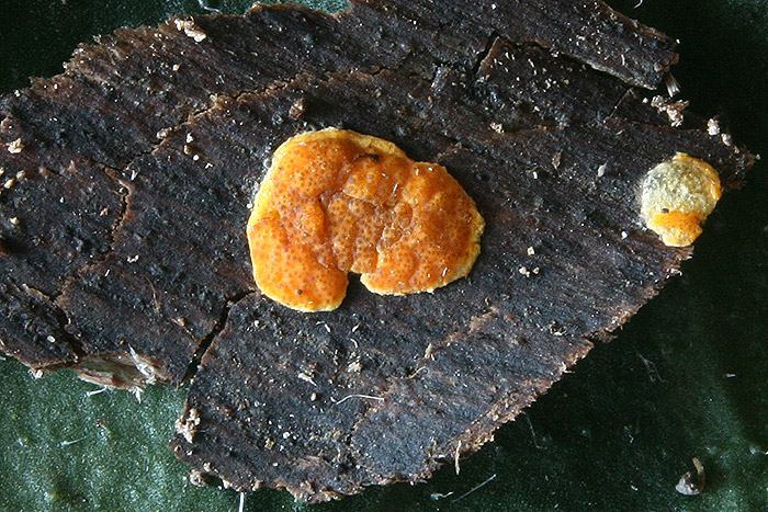 Hypocrea auranteffusa