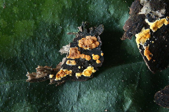 Trichoderma auranteffusum