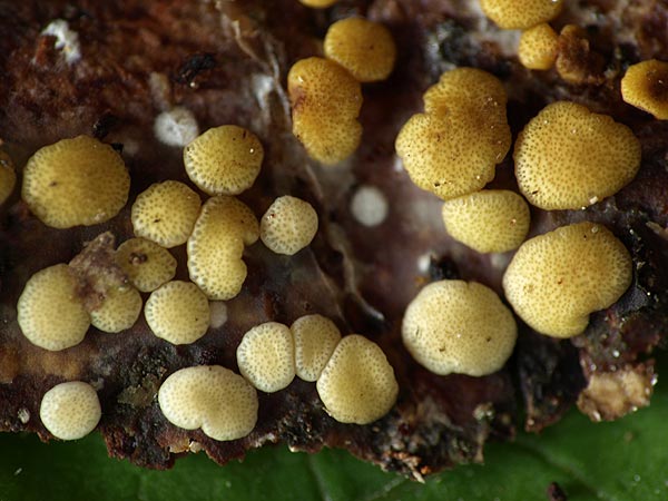 Trichoderma subalpinum (=Hypocrea subalpina)