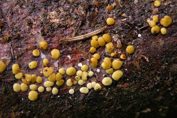 Trichoderma subalpinum