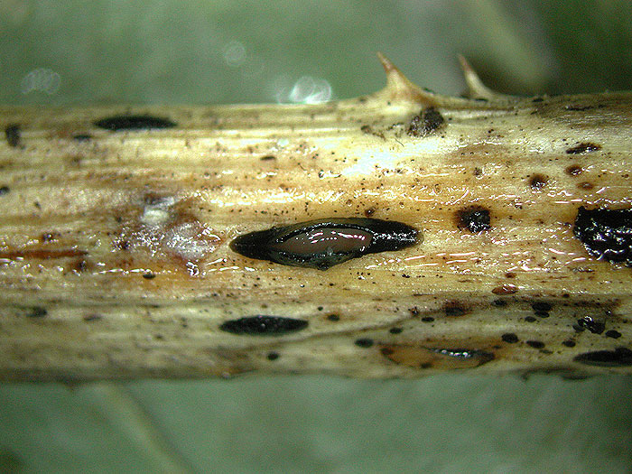 Hypoderma rubi