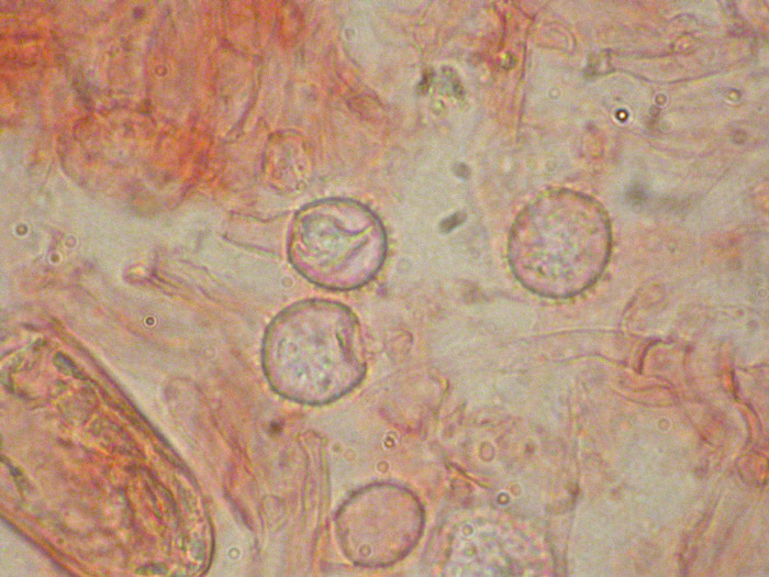 Hypomyces cervinigenus
