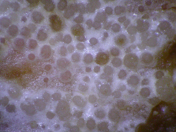 Hypomyces lateritius