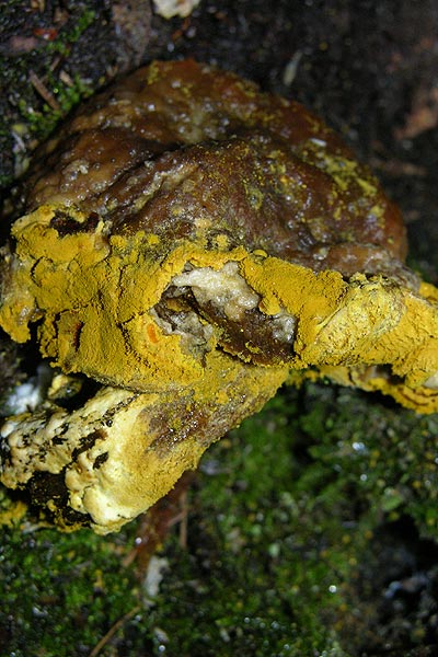 hypomyces microspermus