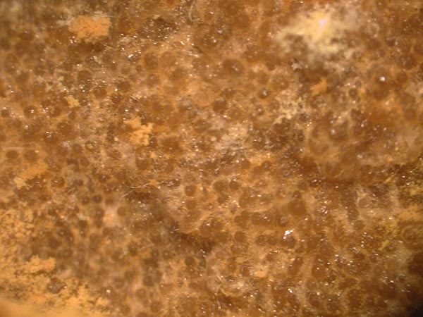 hypomyces microspermus