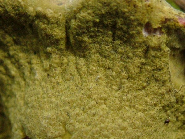 hypomyces viridis