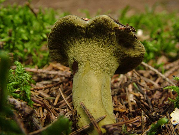 hypomyces viridis