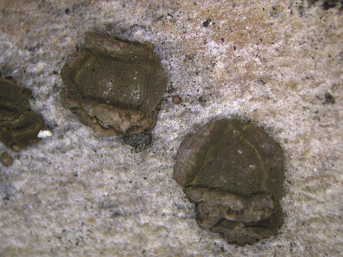 Hypoxylon cercidicola