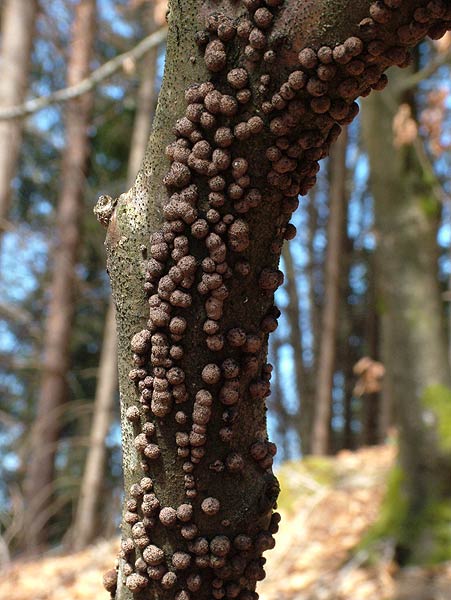 hypoxylon fragiforme