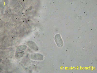 Peniophora incarnata - Sporen