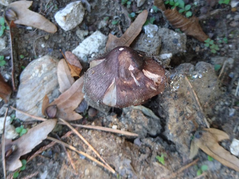 Inocybe adaequata - Weinr&ouml;tlicher Risspilz