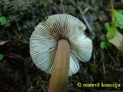 inocybe asterospora