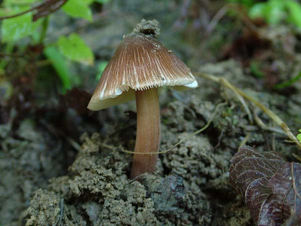 inocybe asterospora