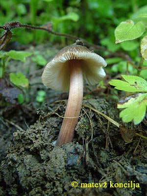 inocybe asterospora