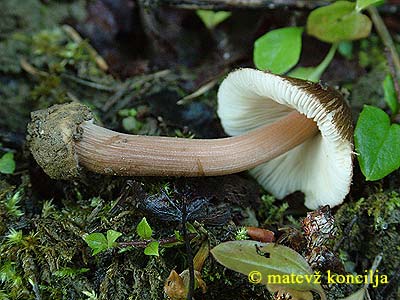 inocybe asterospora