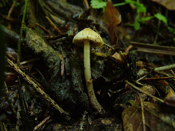 inocybe bongardii var. pisciodora