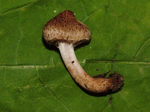 inocybe cervicolor