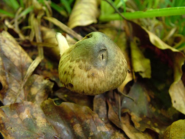 inocybe corydalina