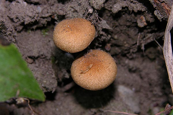 inocybe dulcamara