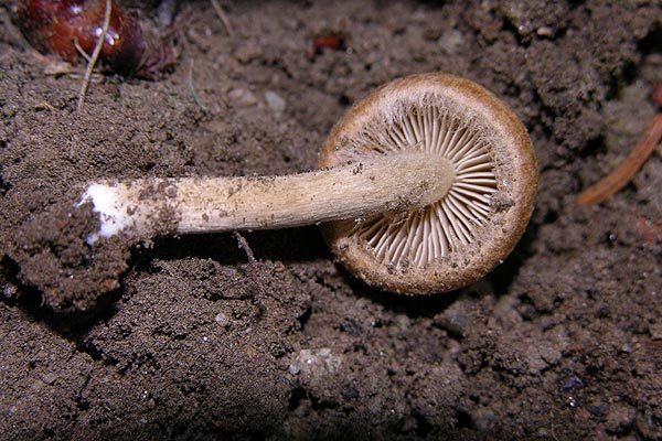 inocybe dulcamara