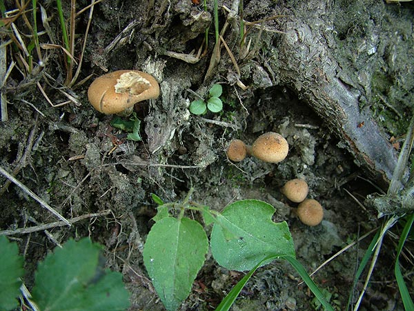 inocybe dulcamara