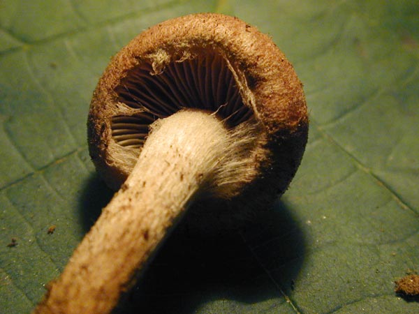 inocybe dulcamara