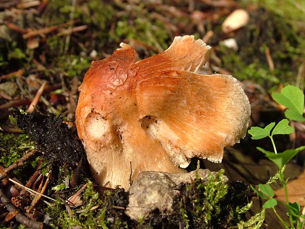 inocybe erubescens