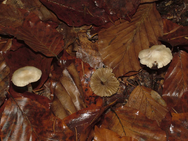 inocybe geophylla