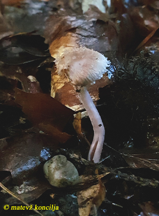 Inocybe griseolilacina