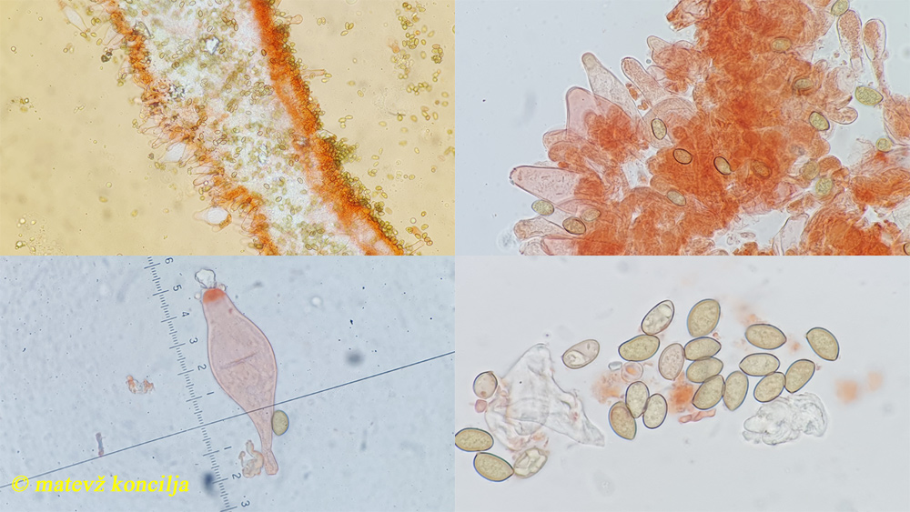 Inocybe griseolilacina