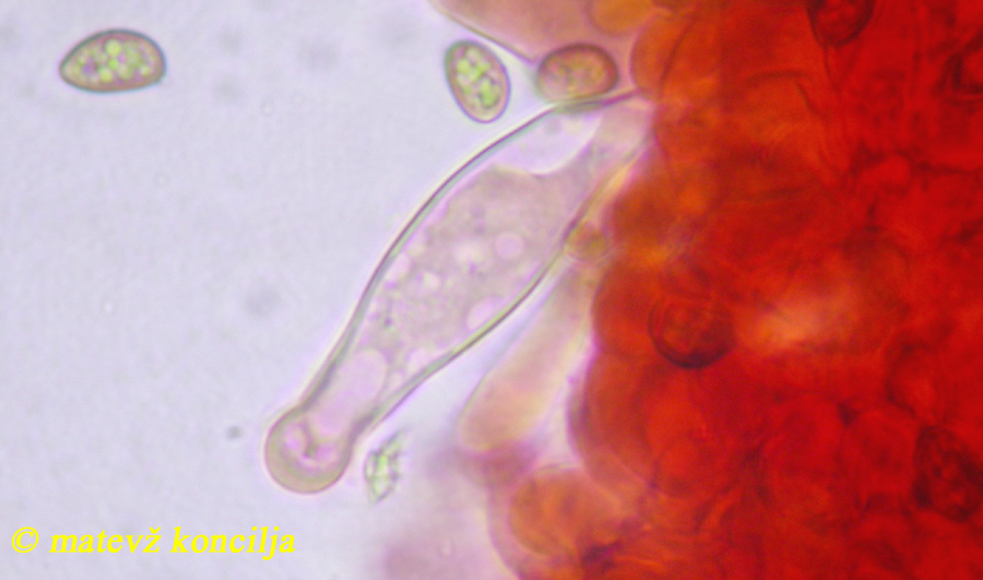 Inocybe griseolilacina