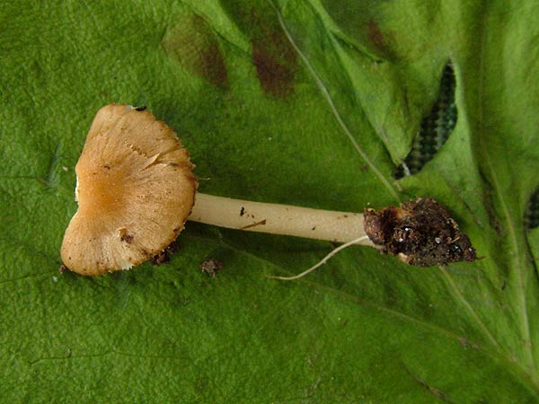 inocybe mixtilis