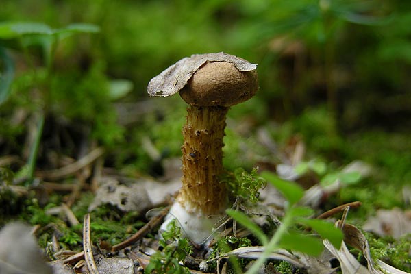 inocybe terrigena