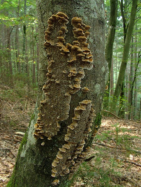 Knotiger Schillerporling