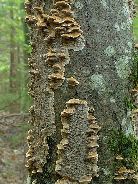 Knotiger Schillerporling