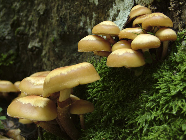 kuehneromyces mutabilis