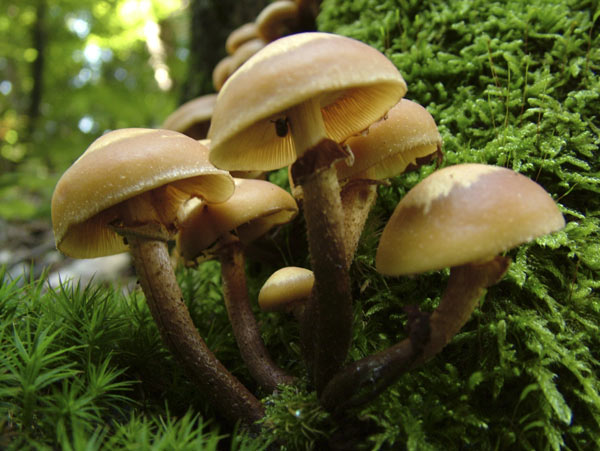 Kuehneromyces mutabilis - Stockschwämmchen