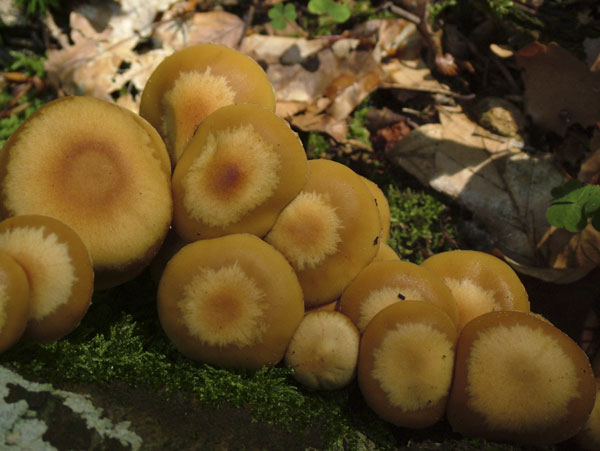 kuehneromyces mutabilis