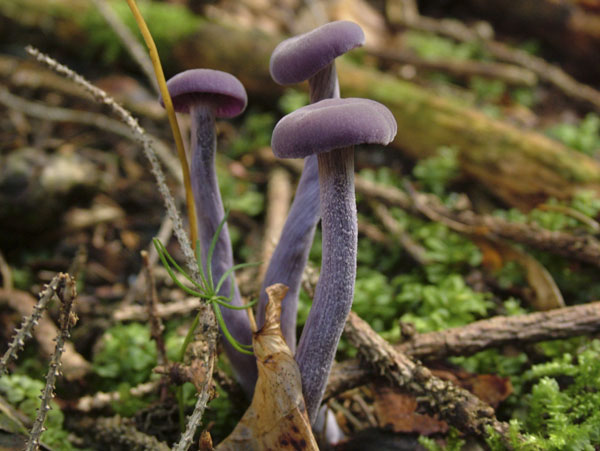 laccaria amethystea