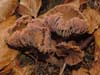 laccaria laccata