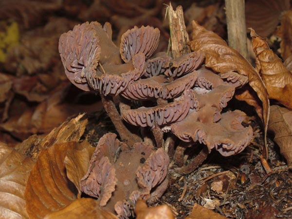 laccaria laccata