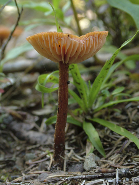 laccaria proxima