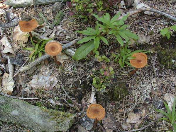 laccaria proxima