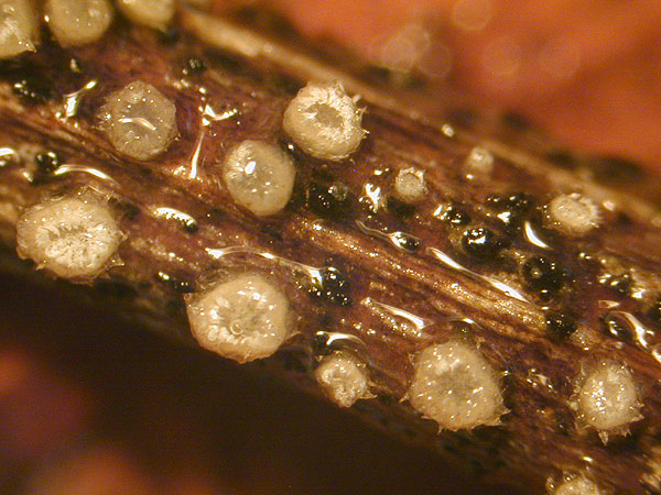 lachnella villosa