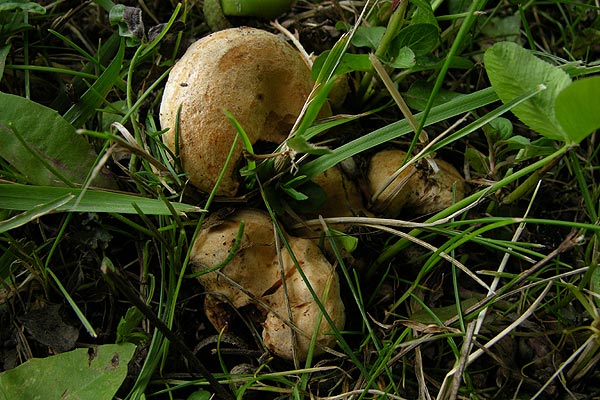 lactarius acerrimus