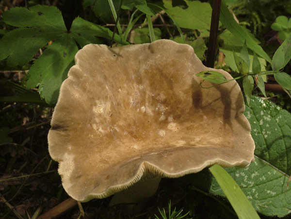 lactarius azonites