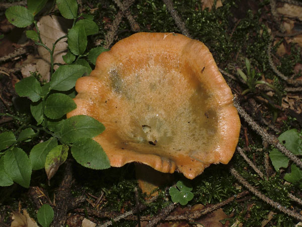 lactarius deterrimus