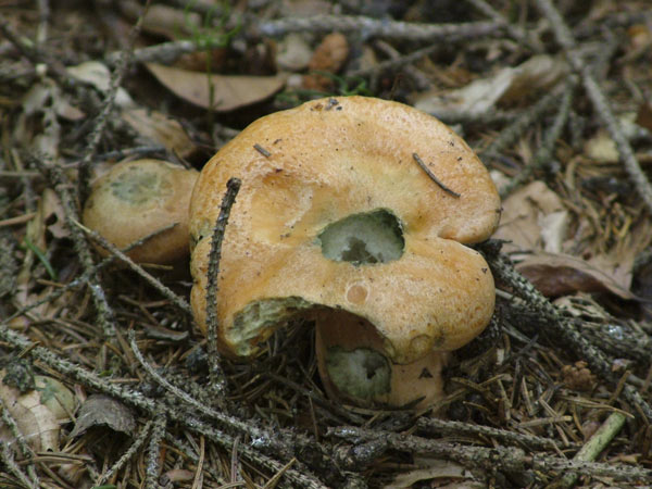 lactarius deterrimus