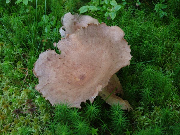 Lactarius helvus